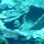 Moray Eel