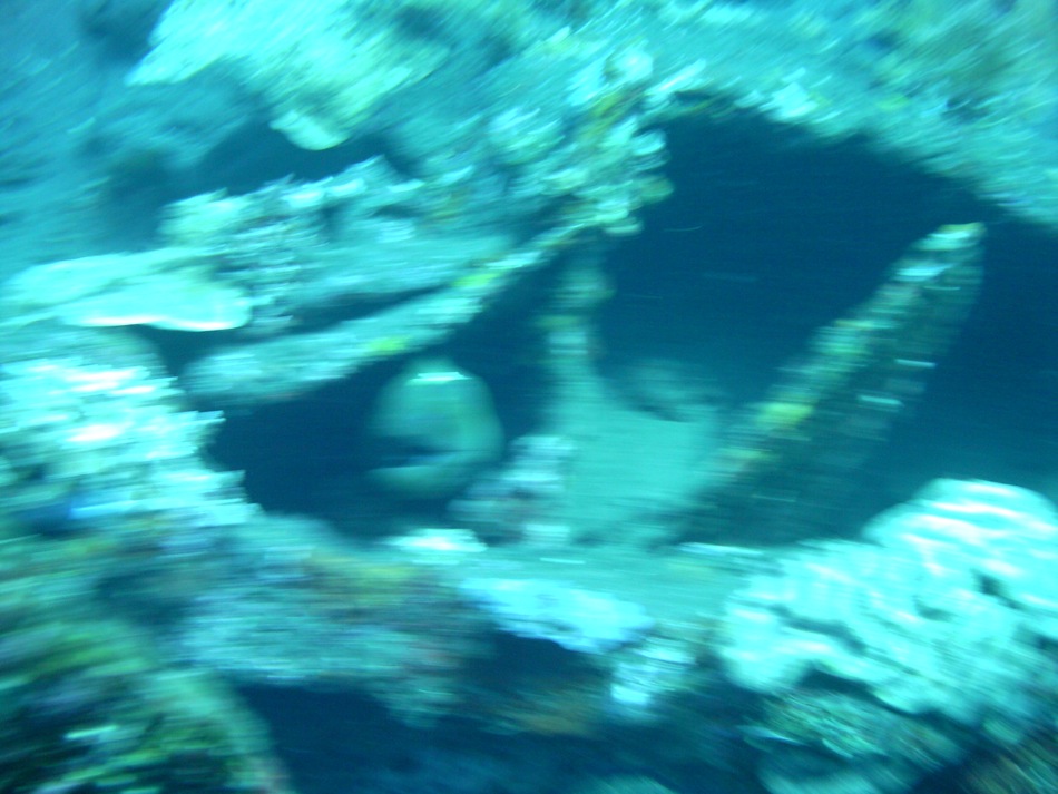 Moray Eel
