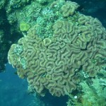 Brain Coral