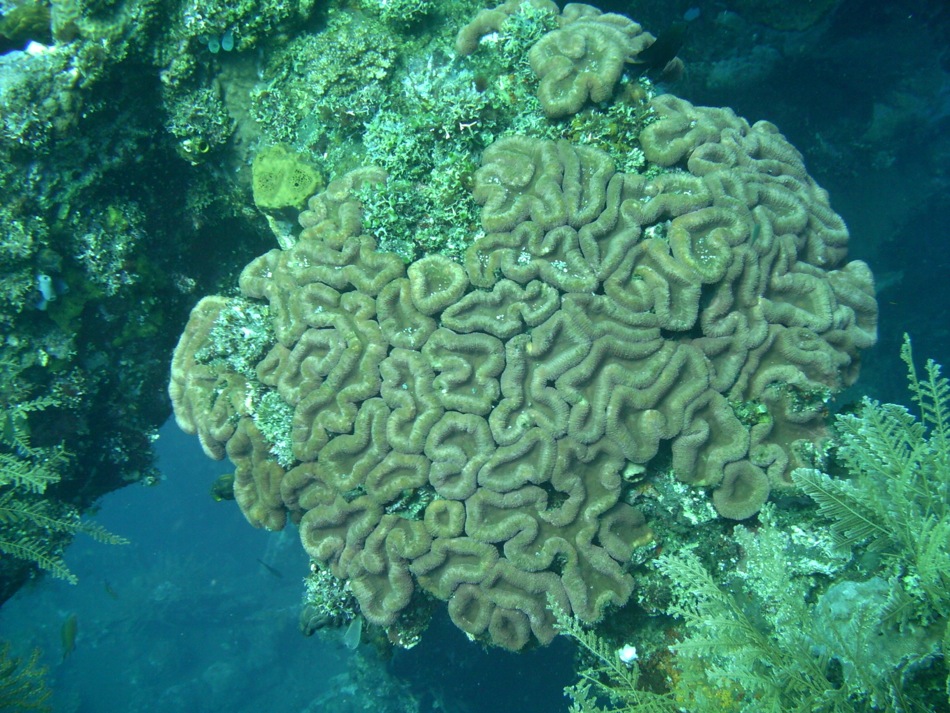 Brain Coral