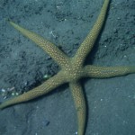 Starfish