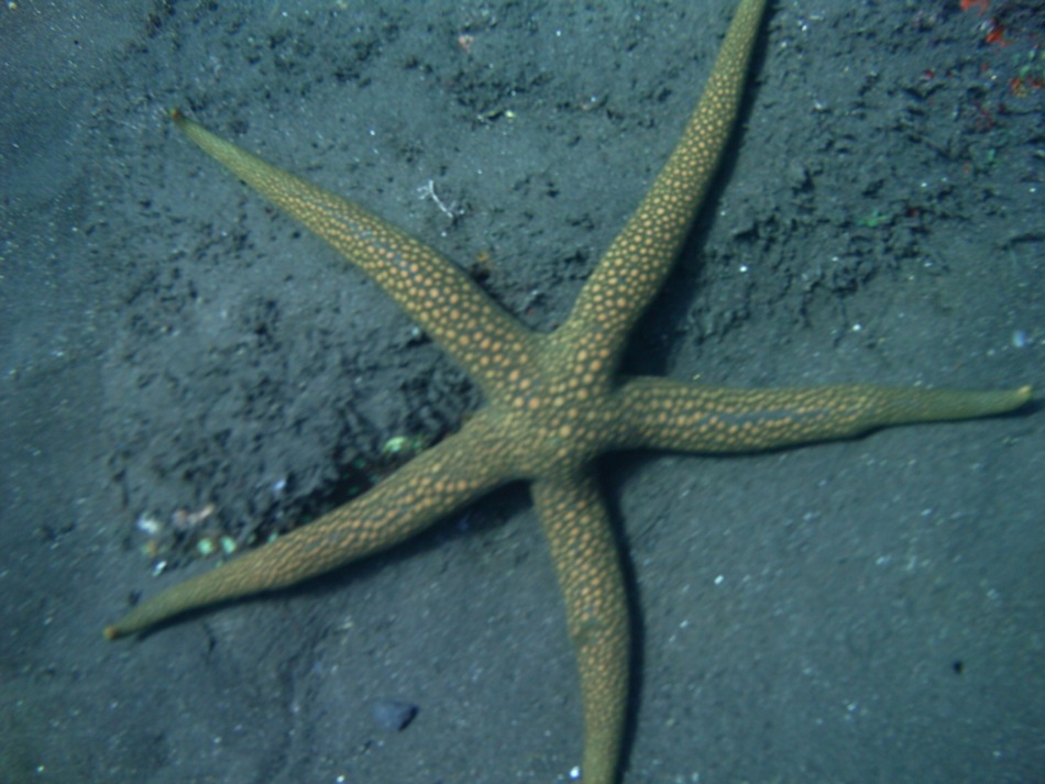Starfish