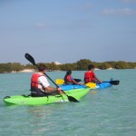 Kayaking Amongst the Mangroves