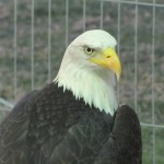 American Bald Eagle