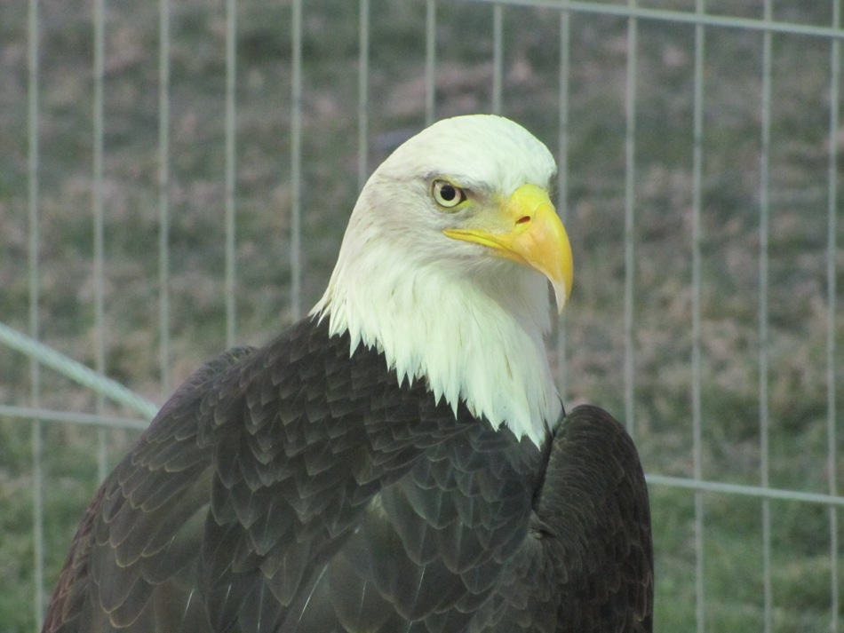 American Bald Eagle