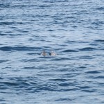 Dolphins in Khasab