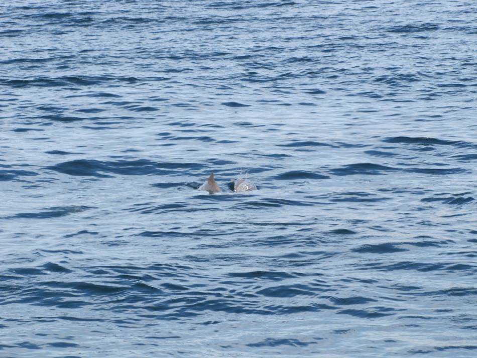 Dolphins in Khasab