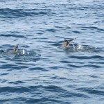 Dolphins in Khasab