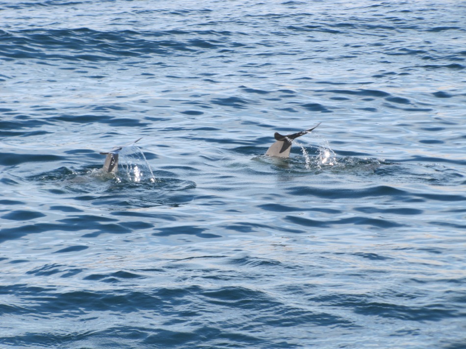 Dolphins in Khasab