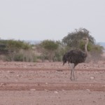 An Osterich