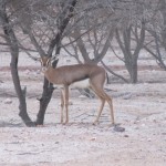 Arabian Gazelle