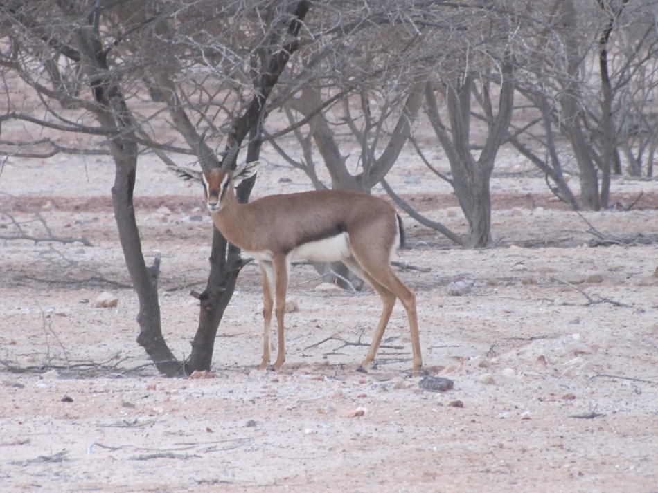 Arabian Gazelle
