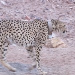 Cheetah