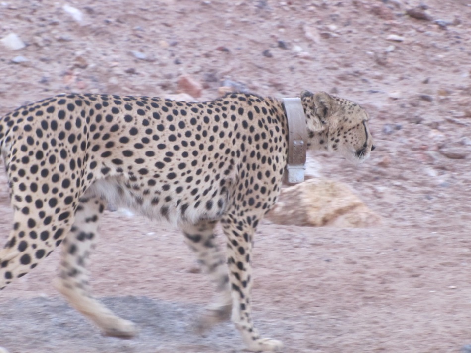 Cheetah