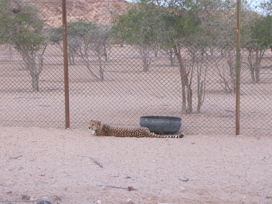 Waiting by the Fence