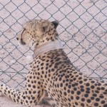 Waiting by the Fence