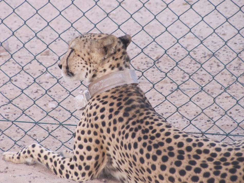 Waiting by the Fence