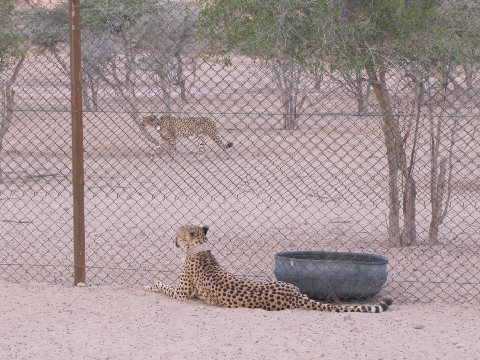 Bachelor Cheetahs
