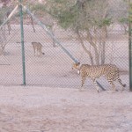 Bachelor Cheetahs