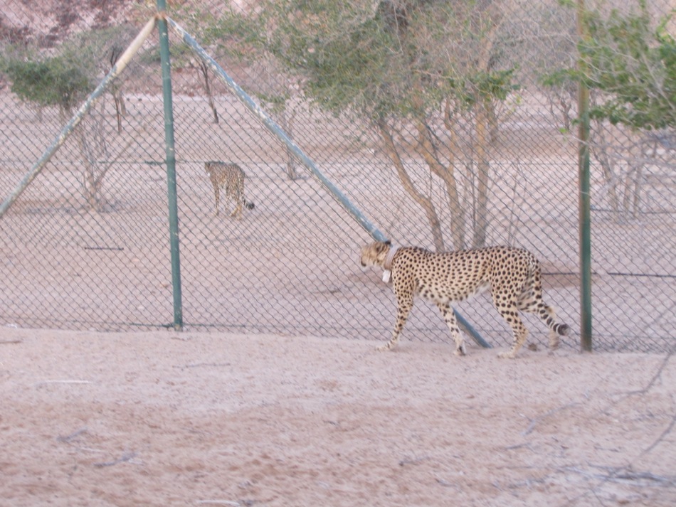 Bachelor Cheetahs