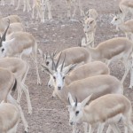 Herd of Gazelle