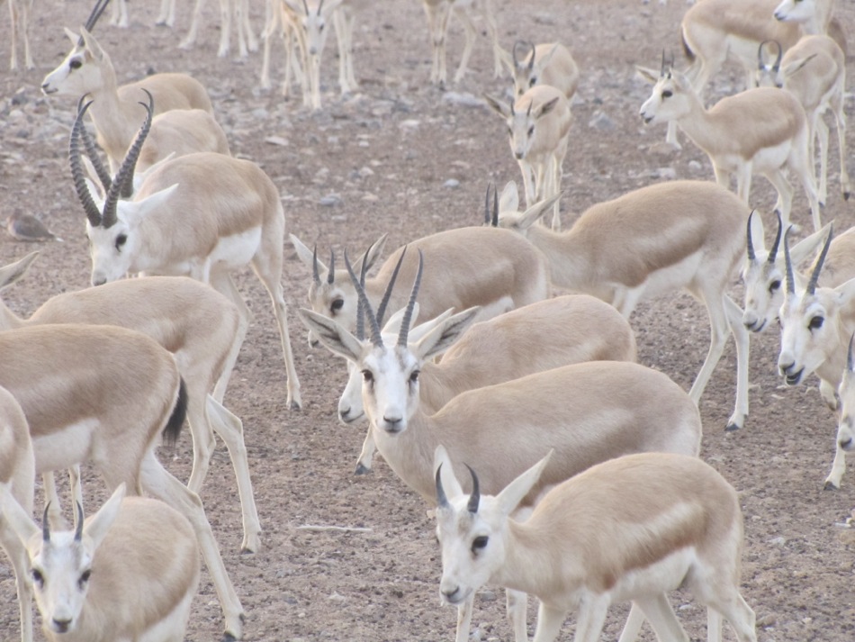 Herd of Gazelle