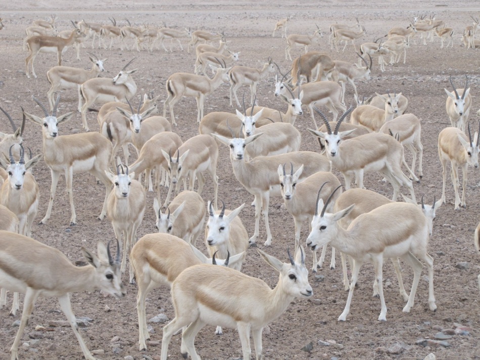 Herd of Gazelle