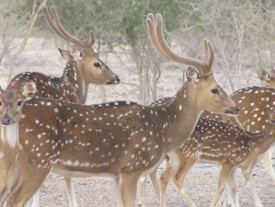 Indian Deer