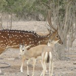 Indian Deer