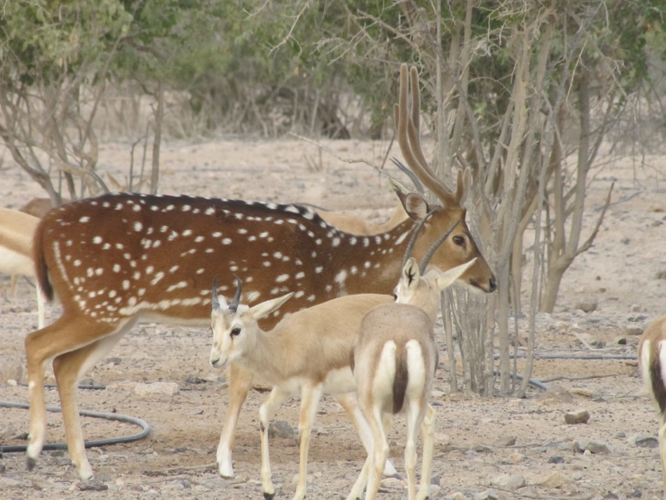 Indian Deer