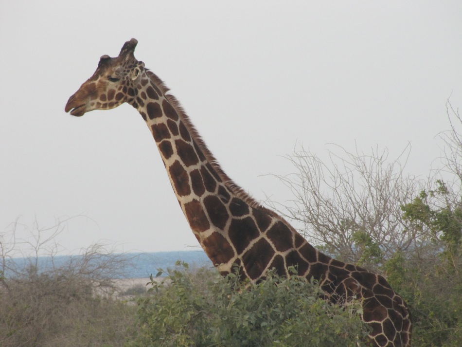 Giraffe