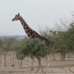 Giraffe