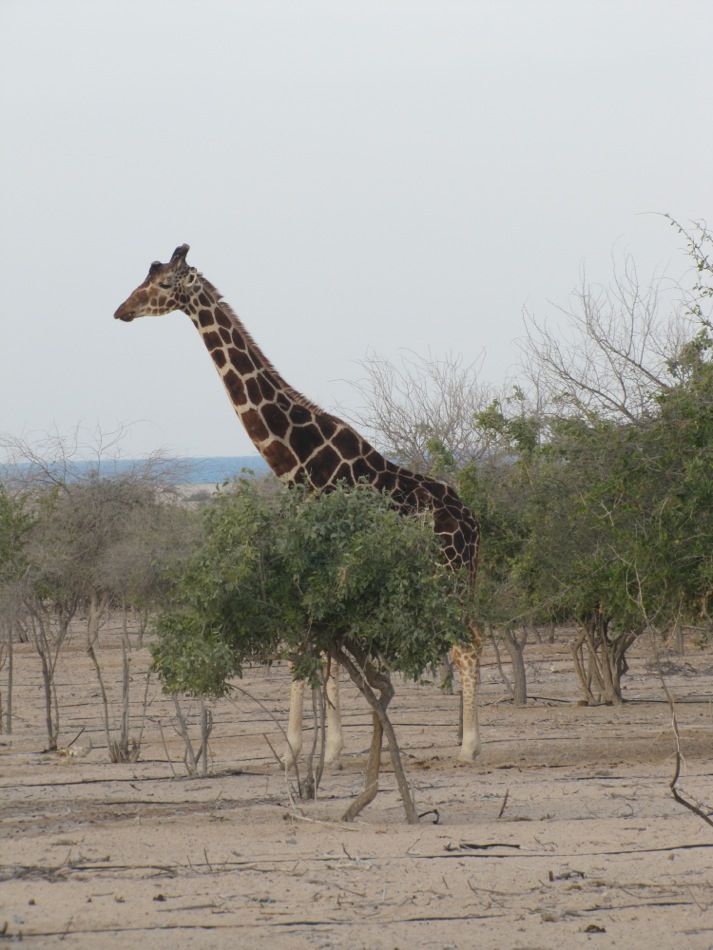 Giraffe