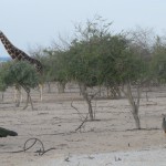 Giraffe and Peacocks