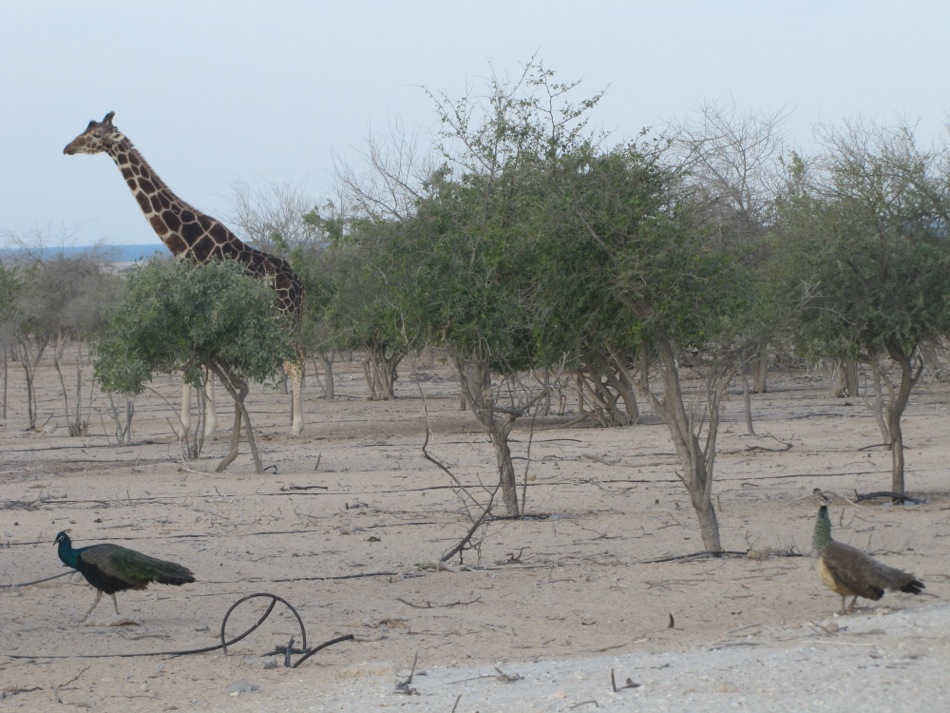 Giraffe and Peacocks