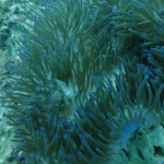 Clownfish and Sea Anemone