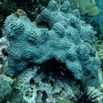 Coral at Sail Rock