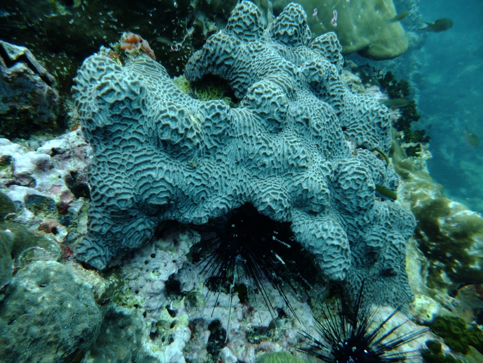 Coral at Sail Rock