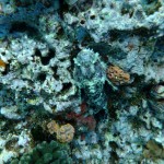 Poisonous Stone Fish (Can You Find It?)