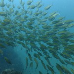 School of Fish at Sail Rock
