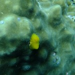 Yellow Coral Polyp