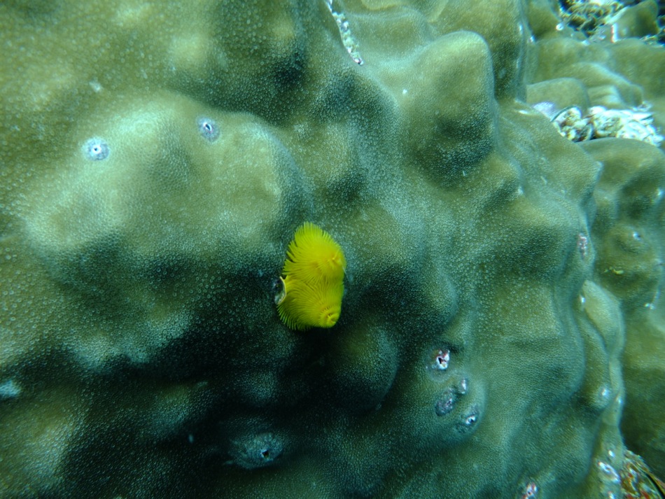 Yellow Coral Polyp
