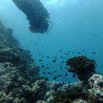 Diving with Stuart from 100 Degrees East