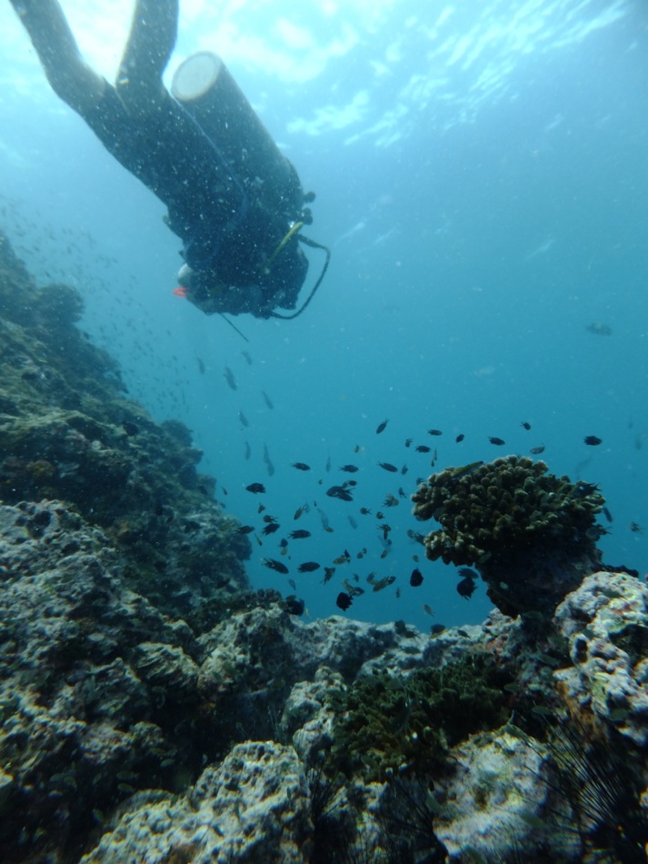 Diving with Stuart from 100 Degrees East