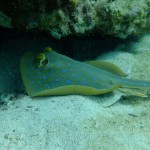 Sting Ray in Angthong National Marine Park