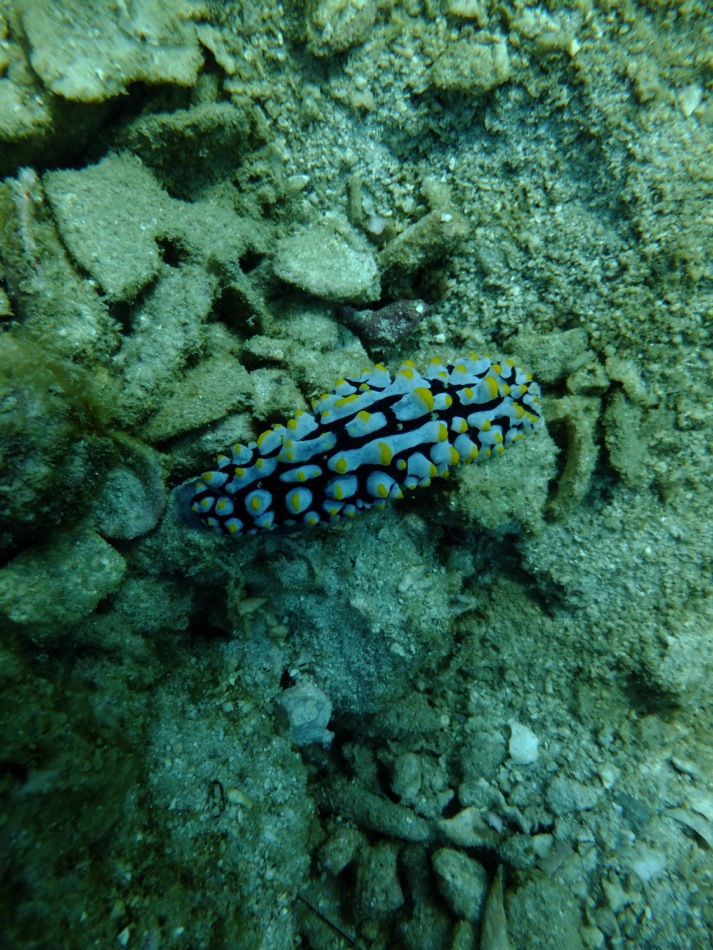 Purple and Black Nudibranch