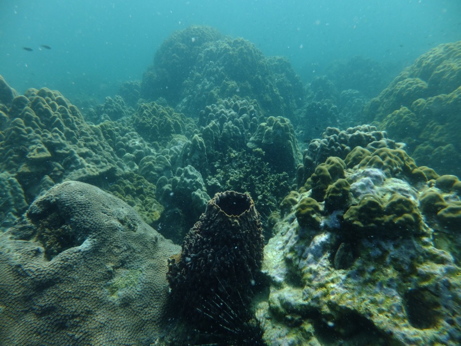 Coral Reef in Angthong National Marine Park