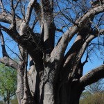 The Big Baobab Tree