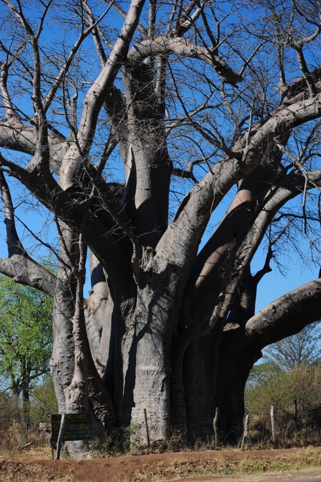 The Big Baobab Tree