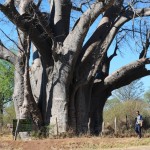 The Big Baobab Tree